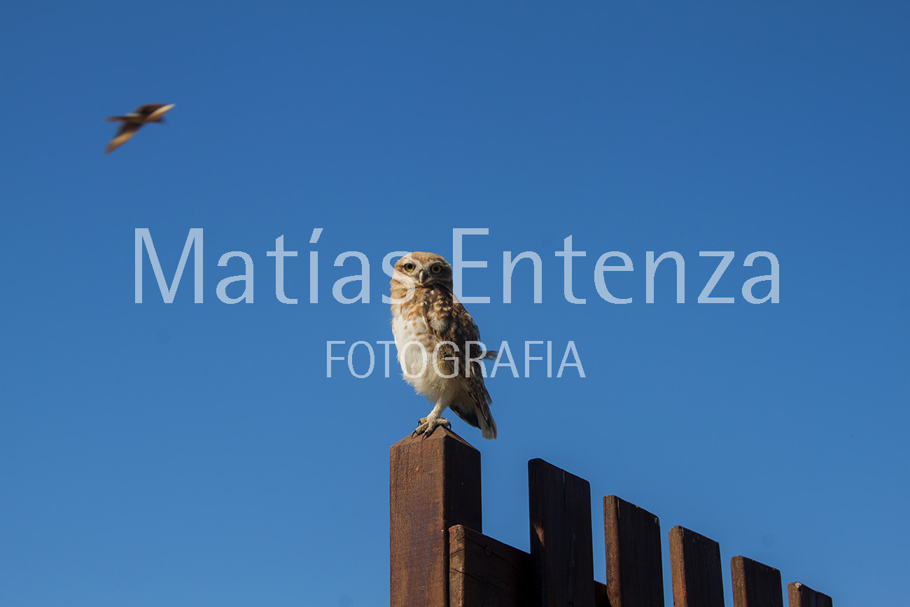 fotografia artísica 17
